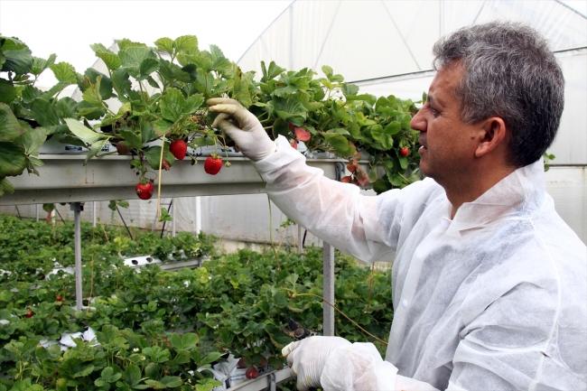 Hobi amaçlı çilek üretimi 150 çiftçinin gelir kapısı oldu